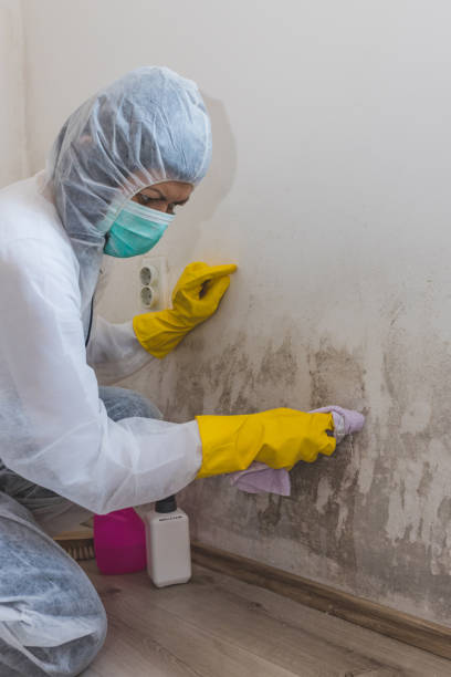 Reliable North Bend, OR Mold Removal Solutions